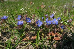 Veronica triphyllos, przetacznik trójlistkowy
