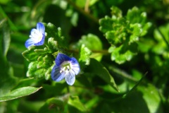 Veronica polita, przetacznik lśniący