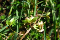 Veronica persica, przetacznik perski