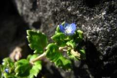 007.-Przetacznik-lsniacy-Veronica-polita