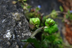 008.-Przetacznik-lsniacy-Veronica-polita-owoc