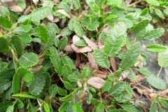 Debik-osmioplatkowy-liscie