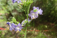 Wielosil-blekitny