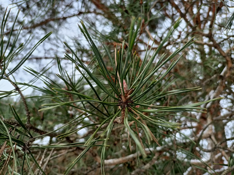 Igly-sosny-zwyczajnej