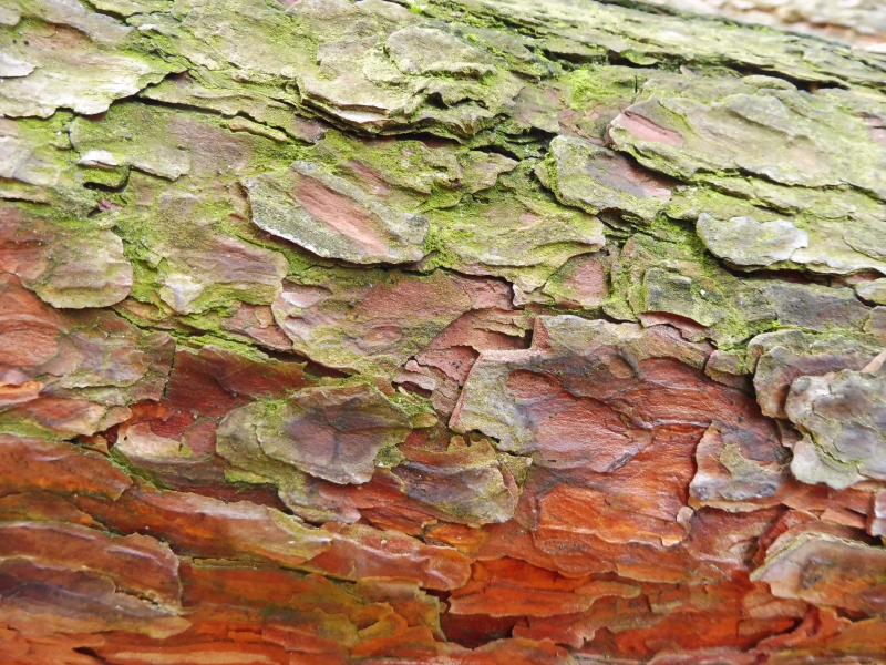 Kora-sosny-zwyczajnej