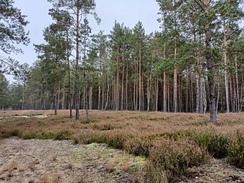 Sosna-zwyczajna-w-Kampinoskim-parku-Narodowym