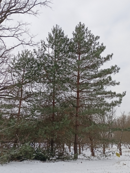 grupa-sosen-zwyczajnych