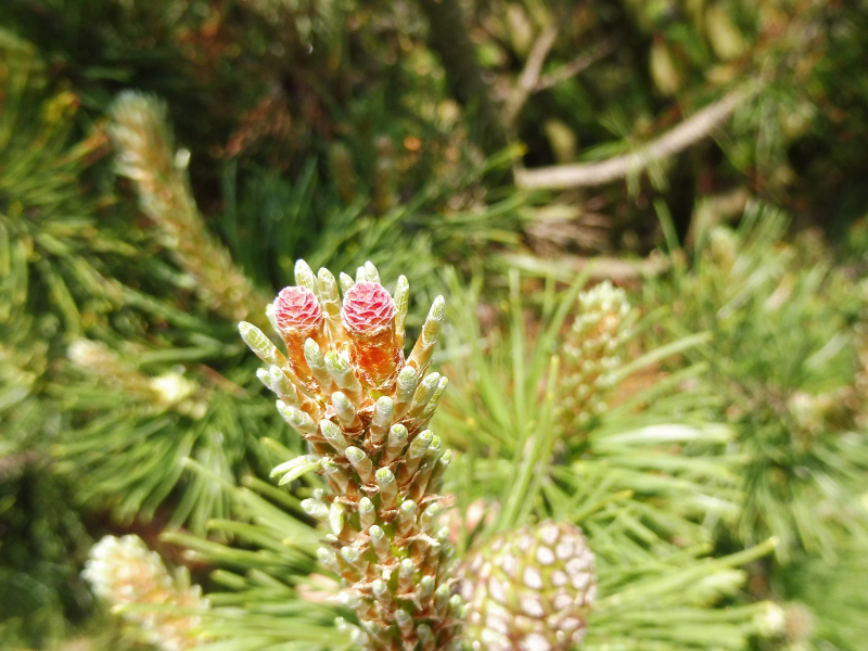 kosodrzewina-kwiastostan-zenski