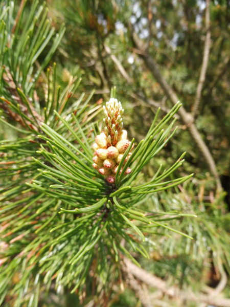 kosodrzewina-kwiatostan-meski