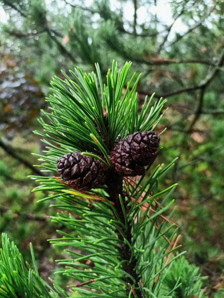 kosodrzewina-szyszki