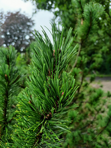 sosna-kosodrzewina-ped