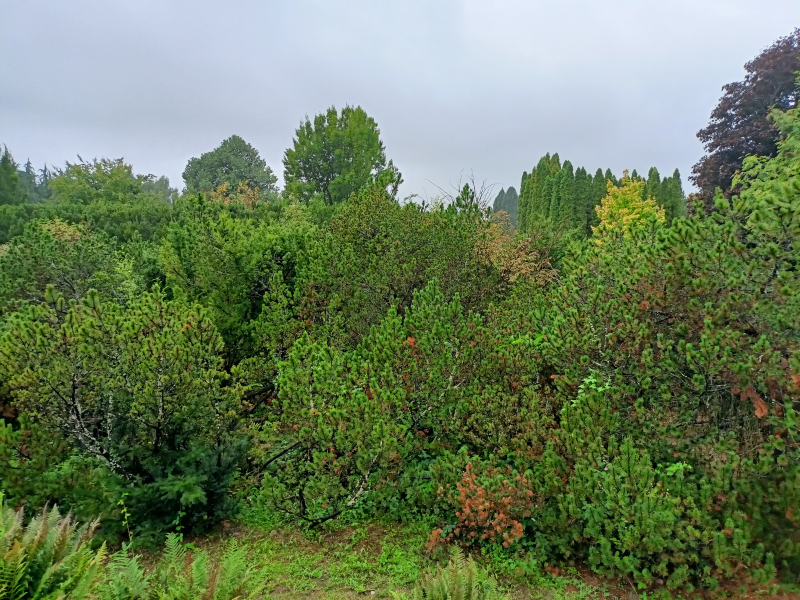 zarosla-kosodrzewiny