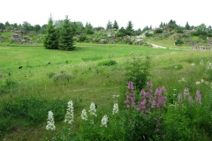 008.-Swierki-posadzone-przy-Kopiencu-Powsinskim-2016-rok