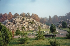 011.-Swierki-rosnace-od-strony-poludniowej-w-kolekcji-roslin-gorskich-2004-rok
