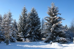 012.-Swierki-rosnace-od-strony-poludniowej-w-kolekcji-roslin-gorskich-2021rok