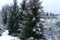 013.-W-2021-roku-szyszek-byla-obfitosc