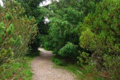 015.-Wejscie-do-kolekcji-roslin-gorskich-od-strony-poludniowej-posadzone-wzdluz-drogi-swierki-2022-rok