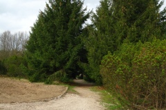 016.-Wejscie-do-kolekcji-roslin-gorskich-od-strony-poludniowej-posadzone-wzdluz-drogi-swierki-2023-rok