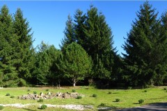 017.-34-letnie-swierki-w-kolekcji-flory-Polski-w-2025-roku