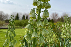 1.-szachownica-perska-White