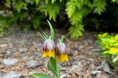 2.-szachownica-Michailowskiego-w-Ogrodzie-Zmyslow