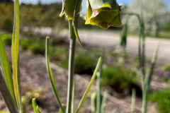 3.-szachownica-ostroplatkowa-w-Ogrodzie-Zmyslow