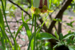 4.-szachownica-ostroplatkowa-w-Ogrodzie-Zmyslow