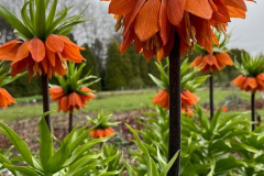 5.-szachownica-cesarska