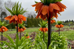 6.-szachownica-cesarska