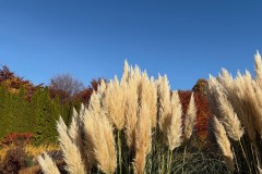 1.-Kortaderia-pampasowa-Cortaderia-selloana-Evita-w-Ogrodach-Zmyslow-PAN-Ogrodu-Botanicznego-w-Powsinie