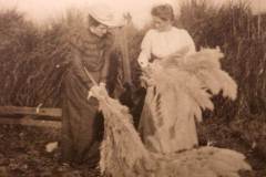 10.-©-Gypsy-Vanner-Horse-Society