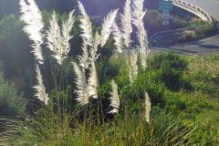 13.-©GoletaHistory.com_