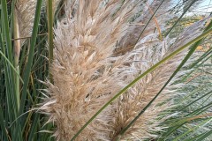 14.-Kortaderia-pampasowa-Cortaderia-selloana