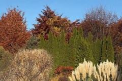 2.-Kortaderia-pampasowa-Cortaderia-selloana-Evita-w-Ogrodach-Zmyslow-PAN-Ogrodu-Botanicznego-w-Powsinie