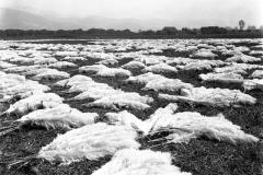 6.-Pola-wypelnione-suszaca-sie-trawa-pampasowa-1903-California-Historical-Society