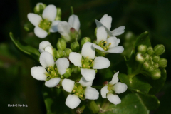 005.-Kwiat-warzuchy-tatrzanskiej