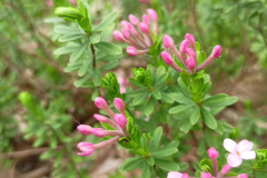 4-13-—-kopia