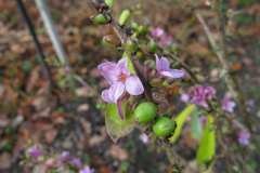 Daphne mezereum, wawrzynek wilczełyko