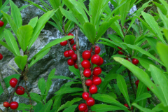 Daphne mezereum, wawrzynek wilczełyko