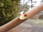 blizna-lisciowa-z-pakiem-u-ajlantu