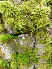 korowina-to-nie-tylko-ochronna-warstwa-izolacyjna-lecz-rowniez-miejsce-bytowania-glonow-grzybow-porostow-i-mszakow