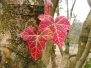 lisie-bluszczu-czerwieniaja-zima-zanika-chlorofil-uwidaczniaja-sie-antocyjany