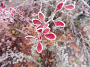 oszronione-liscie-berberysu