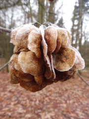 owocostany-parczeliny-trojlistkowej