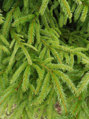 swierk-pozostaje-zielony-przez-cala-zime