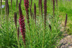 Echium russicum, żmijowiec czerwony