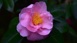 Kamelia japońska w Ogrodzie PAN w Powsinie