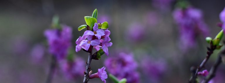 Pierwszy dzień wiosny