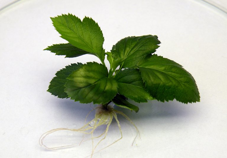 Kultury in vitro (cz. 2)