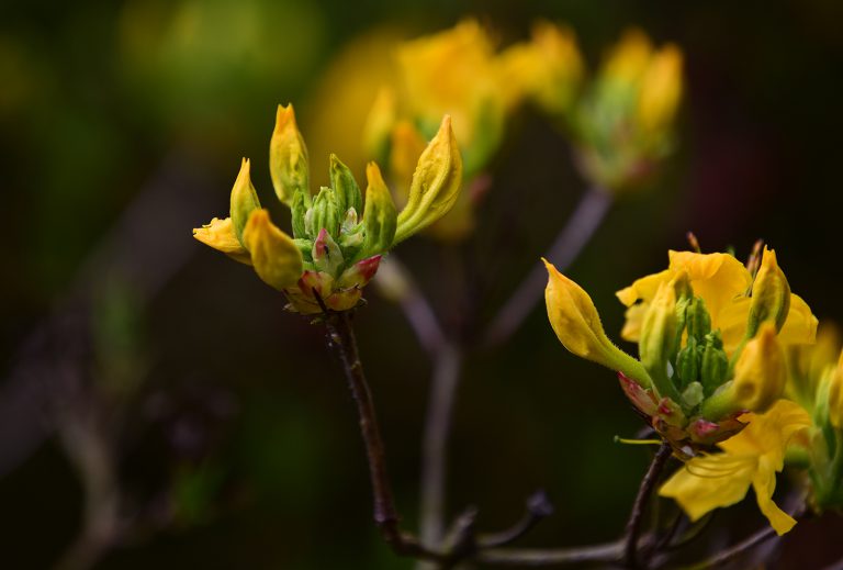 Miód szaleńców z najpiękniejszego krzewu Polski